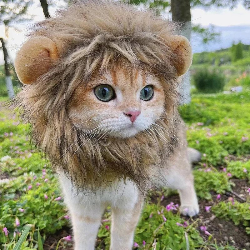 Cat Lion Mane